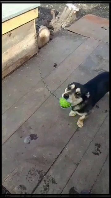 🐕 😄