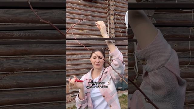 Уход за малиной весной