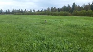 Первый бекас с ружьем Ata Arms SP Woodcock