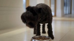 Pro Plan Duo Delice bij Pets Place