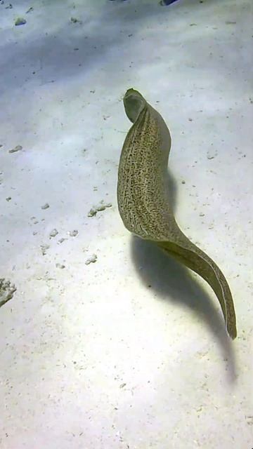 Мурена плывет/A moray eel swims смотреть онлайн