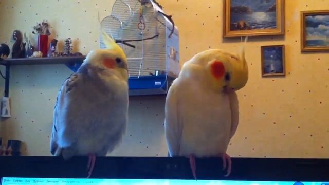 Попытки ухаживания кореллы смотреть онлайн