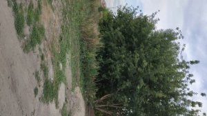 Гуляем по деревне, жизнь в деревне, деревенская прогулка