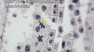 МИТОЗ (гистопрепарат)