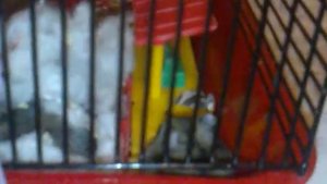 Джунгарики в клетке.