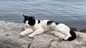 Ялта. Кот. Клубника. Шмель и море. Городская зарисовка. Обводная. 03.04.25. Крым. Crimea. Yalta.