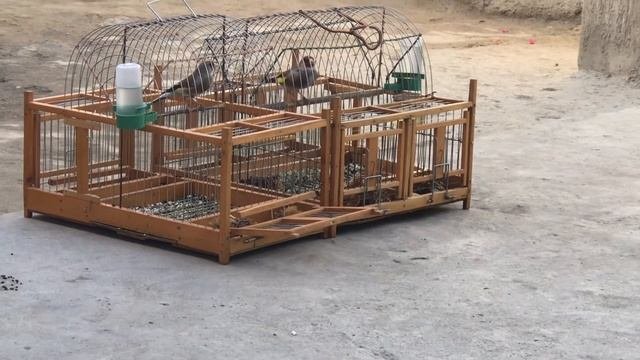 Щегол Исфара Таджикистан