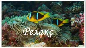 Рыбки и музыка для отдыха, сна, медитации