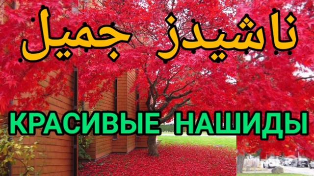 🌸Самые красивые нашиды Успокоение души أجمل الأناشيد راحة البال
