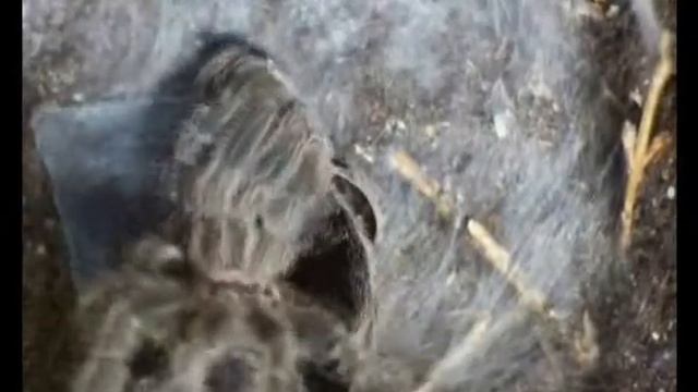 Grammostola rosea wylinka L10-11 смотреть онлайн