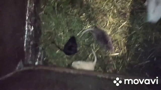 Сюрприз від нутрії / Сюрприз от нутрии смотреть онлайн