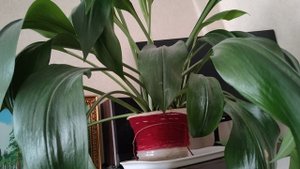 мои комнатные растения, деревенская жизнь, уют в деревне