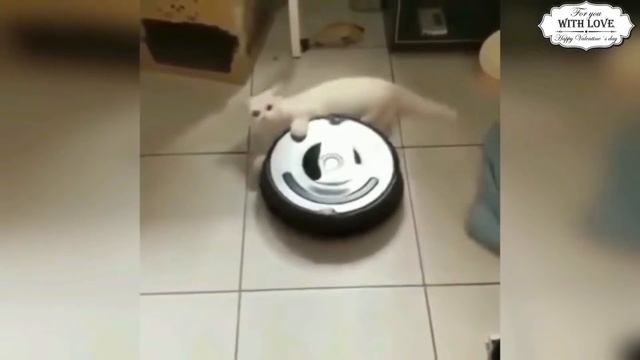 Приколы с котами СМЕШНАЯ ОЗВУЧКА ЖИВОТНЫХ Тест на психику