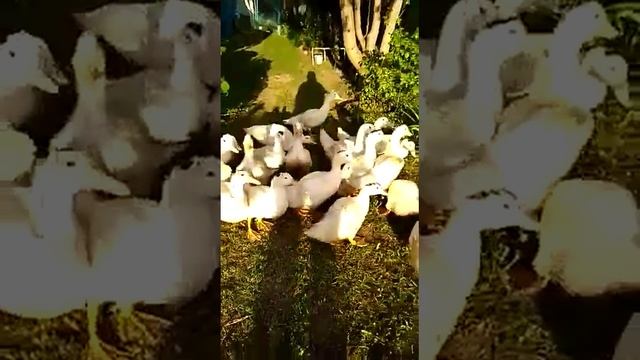 Утки муларды смотреть онлайн