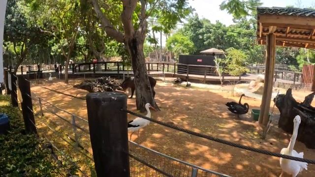 Very beautiful and elegant Pelicans   Очень красивые и элегантные Пеликаны