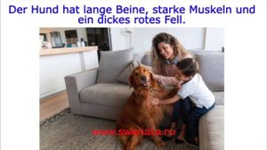 DTZ A2- B1 I Thema: "Tiere" Bildbeschreibung