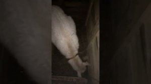 Козлятник из поддонов, продолжение + немного про наших коз
