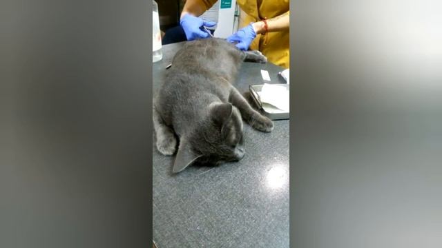 #Кастрирование!!!Как это на самом деле😲 смотреть онлайн