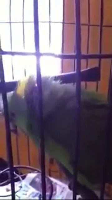 Не плач попугай😢😢😢 смотреть онлайн