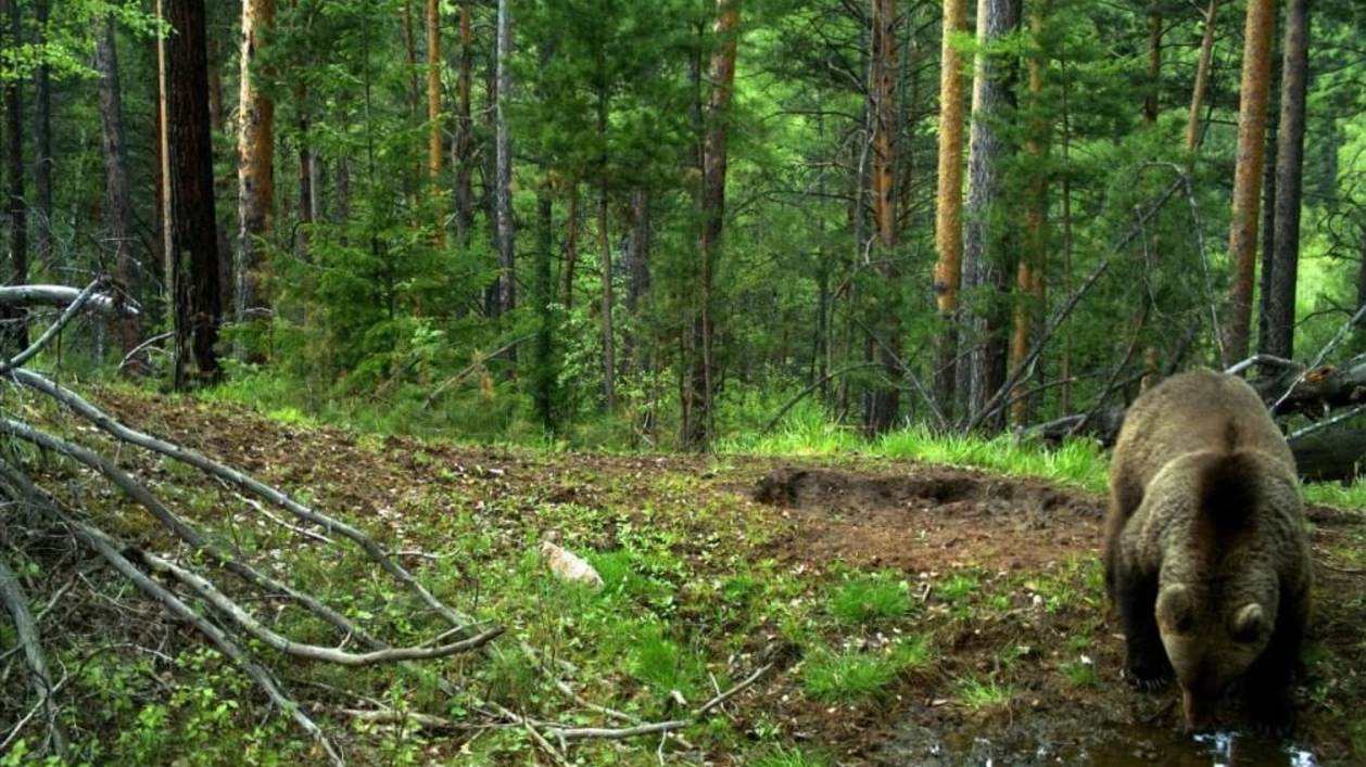 Странный случай в тайге