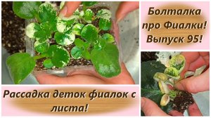 Болталка про Фиалки! Выпуск 95! Рассадка деток фиалок с листа!