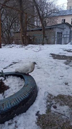 Мастер маскировки 🤣