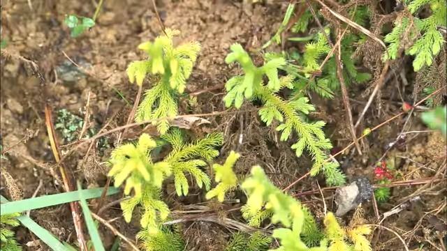 Rare Plant Spotting смотреть онлайн