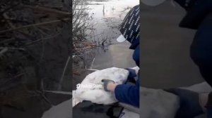 Спасаем лебедя. Рыбацкие сети.