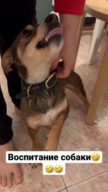#злаясобака #животные #собака #dog #джекрассел #питомцы #щенок #друг #приколы