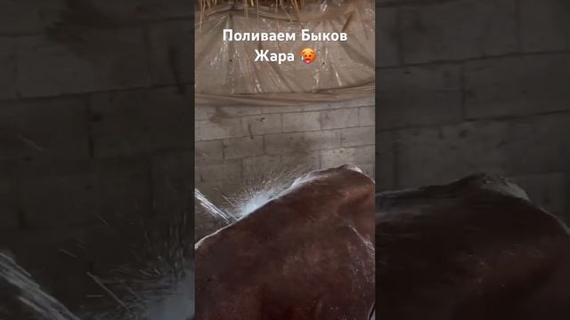 Откорм Быков . Лето жара , поливаем Быков водой . #music #travel #love