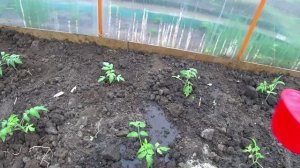 Высадили первые помидоры🍅 Дождик пролил все💧💧💧 Везде перекрывают нам 👀😪 Живем в своем доме🏠