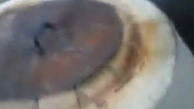 УЗБЕКСКИЙ ЛЕПЁШКИ В КУТУЗОВСКИЙ РЫНОК