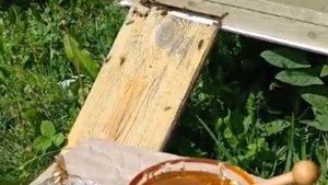 10 литров меда за 3300 руб с отправкой по РФ