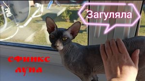 Сфинкс Луна загуляла
