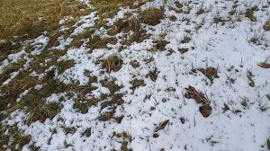 Когда выпал прошлогодний снег
