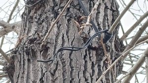 Для крепления кабелей и проводов на бульваре Гагарина энергетики используют деревья, а не столбы.