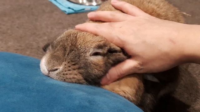 동물과 교감하는 최고의 방법 смотреть онлайн