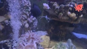 желтоплавничный хирург