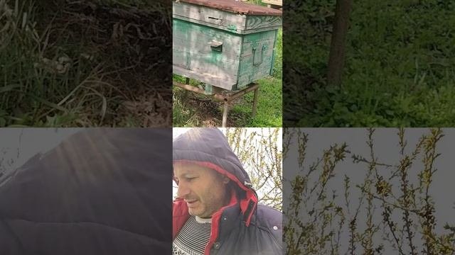 Пчеловодство