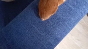 исследование