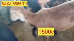 молбозори ш вахдат 2021