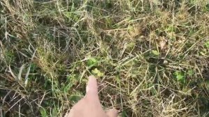Купила саженцы малины.Трудный выбор места для посадки.