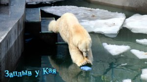 Заплыв у Кая