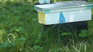 облётники для маток на 250 гр пчёл