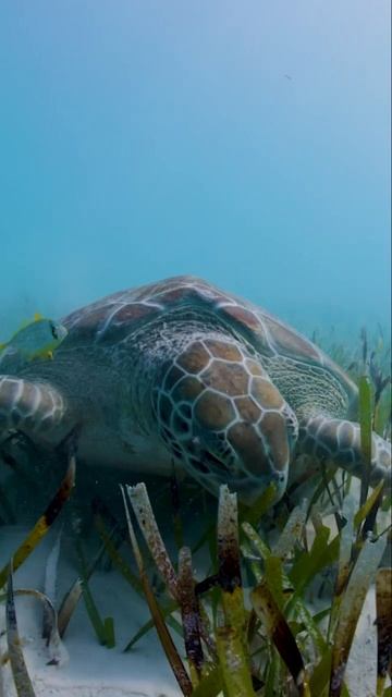 Happy #WorldSeaTurtleDay to the remarkable reptiles that spark a love for the sea for so many! смотреть онлайн