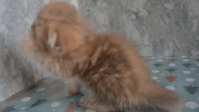 Ru-Star Fold Stefania (Female) смотреть онлайн