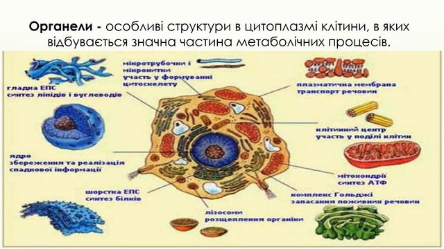 31. СТРУКТУРИ КЛІТИНИ, ЩО ЗАБЕЗПЕЧУЮТЬ ЇЇ МЕТАБОЛІЗМ / Біологія і екологія