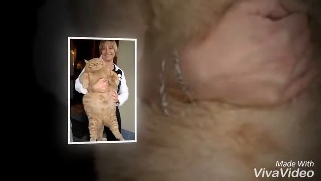 Самые толстые коты в мире! смотреть онлайн