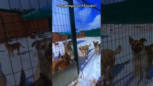 "По сотне снежинок в секунду" ❥ Приют в Малинках