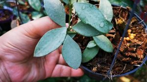 hoya nummularioides silver#AHHoya